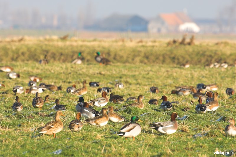 Smienten in de Uitkerkse Polders