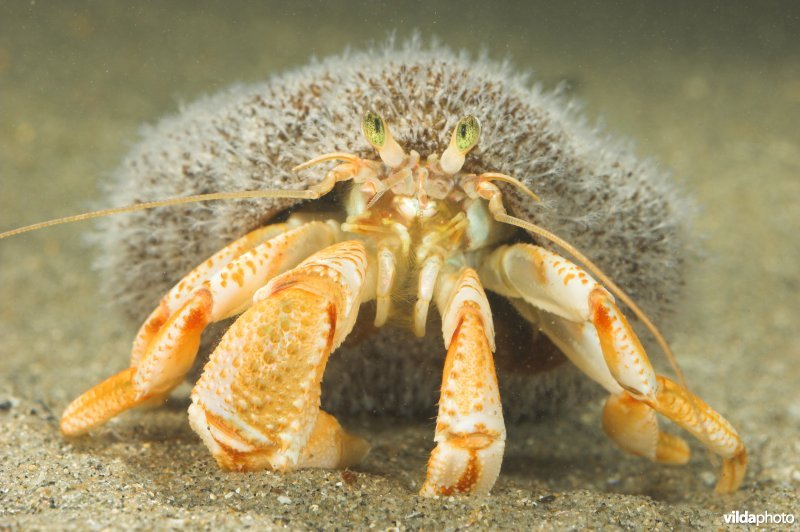 Gewone heremietkreeft