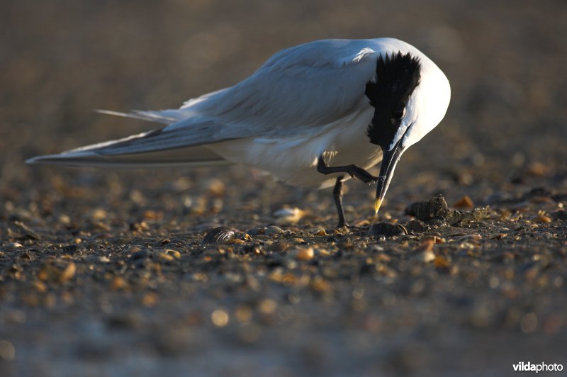 Grote Stern met jeuk