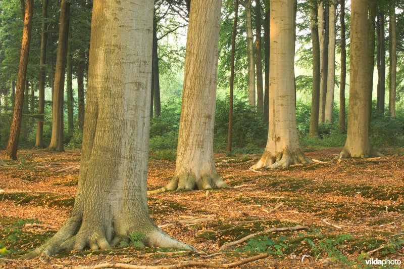 Bosreservaat Bulskampveld