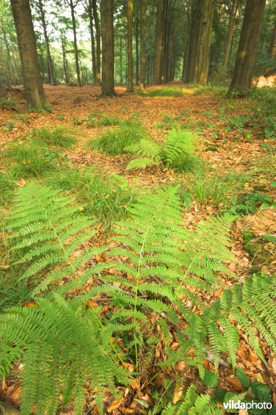 Bosreservaat Bulskampveld