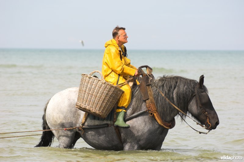 Garnaalvisserij te paard