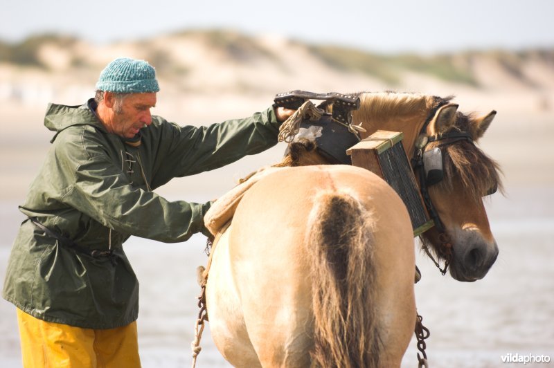 Garnaalvisserij te paard