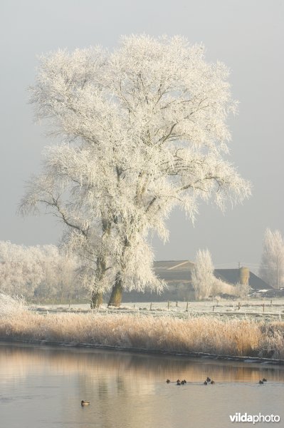 Berijpte IJzer