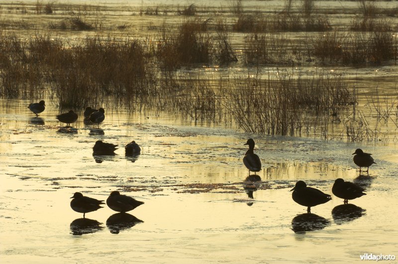 Natuurreservaat de Bourgoyen