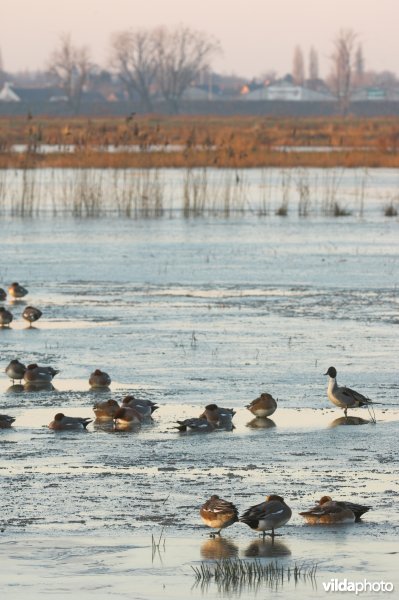 Natuurreservaat de Bourgoyen