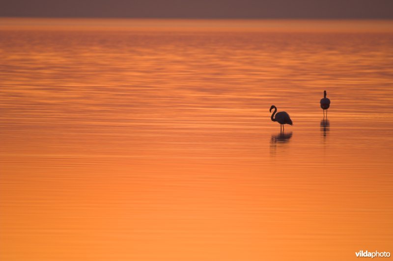 Flamingo's in de Camargue