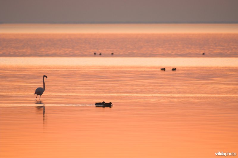 Flamingo's in de Camargue