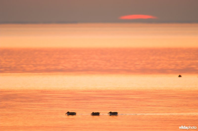 Meer van Vaccares