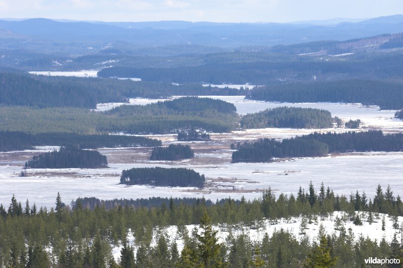 Zweedse bossen en meren