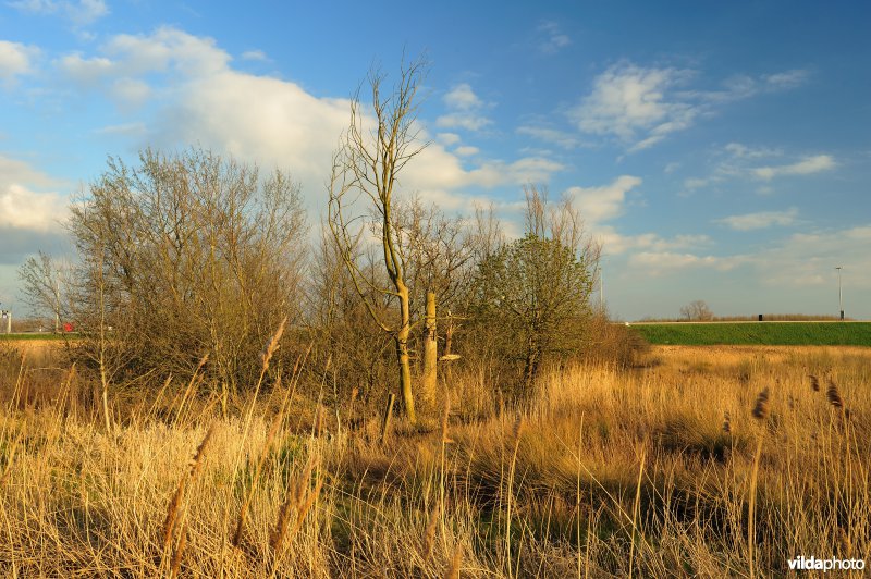 Steenlandpolder