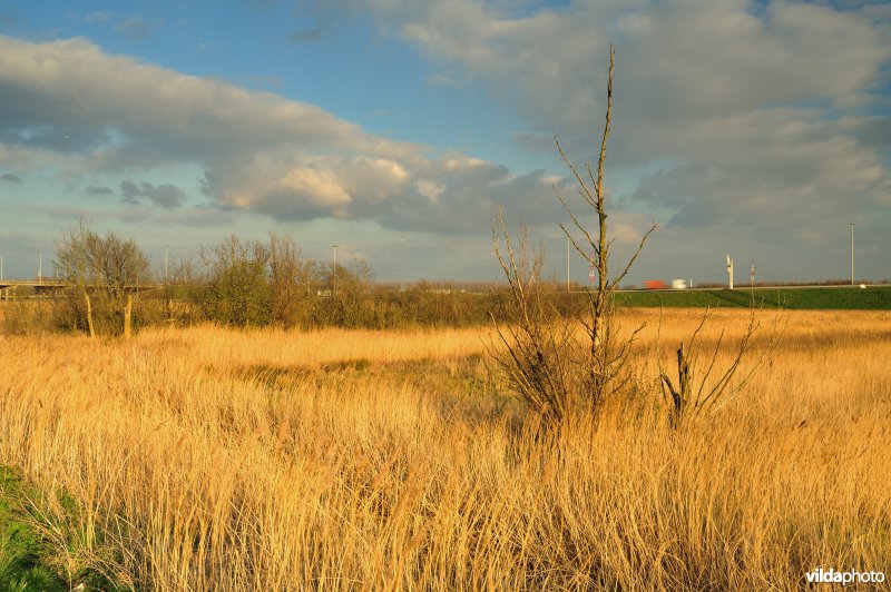 Steenlandpolder