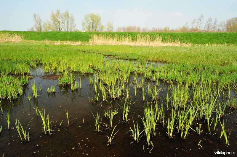 Hagenmeersen in de Durmevallei
