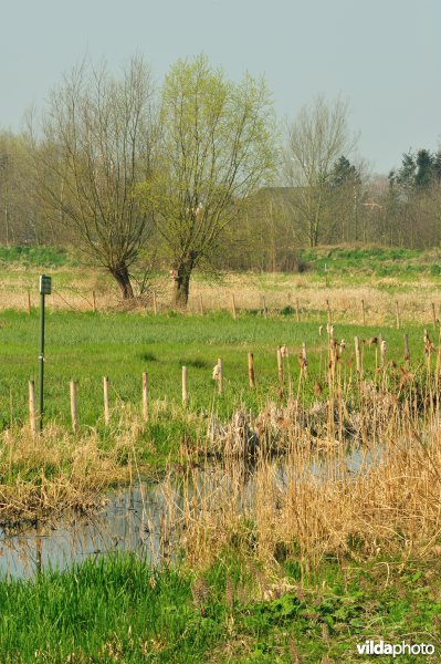 Hagenmeersen in de Durmevallei