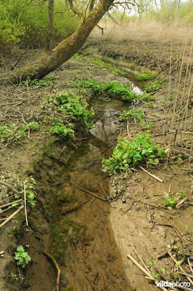 Zoetwaterschor van de Schelde aan de Vlassenbroekse Polder