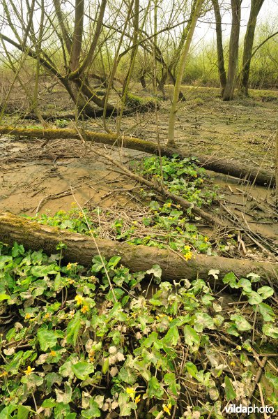 Zoetwaterschor van de Schelde aan de Vlassenbroekse Polder