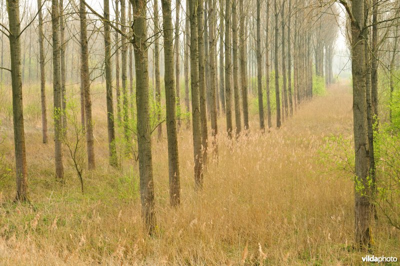 Populierenbossen in de Vlassenbroekse Polders