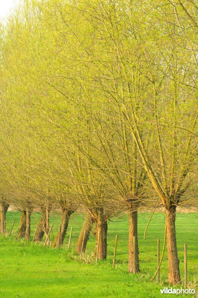 Natuurreservaat Vlassenbroekse Polder