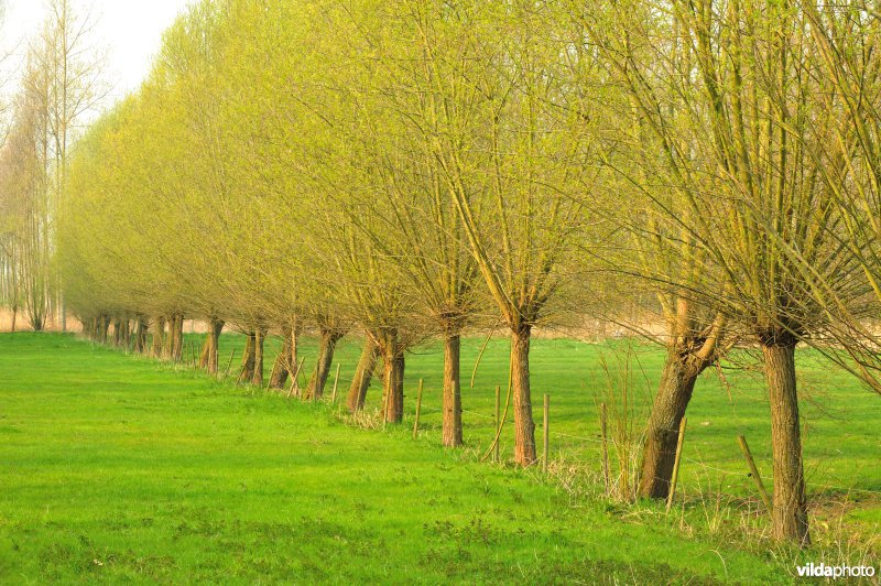 Natuurreservaat Vlassenbroekse Polder