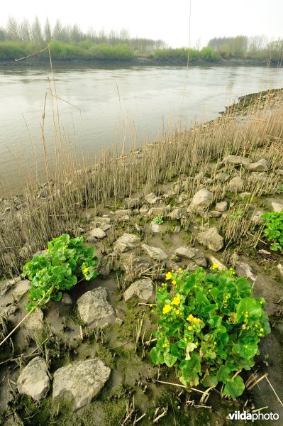 Scheldeoever Vlassenbroekse Polder