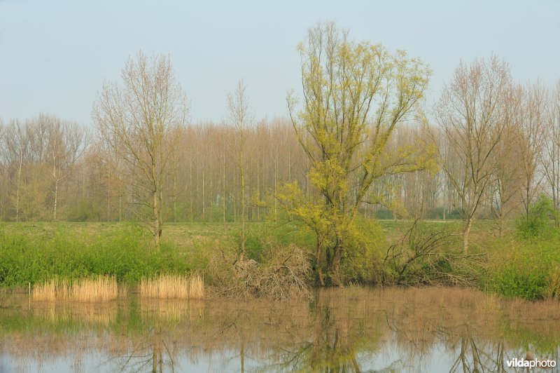 Gecontroleerd gereduceerd getij Lippensbroek