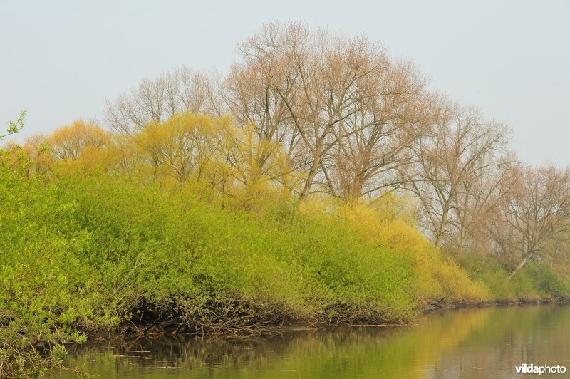 Zoetwaterschor langs Schelde