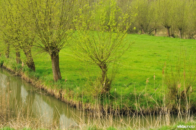 Polders in het Zwijn