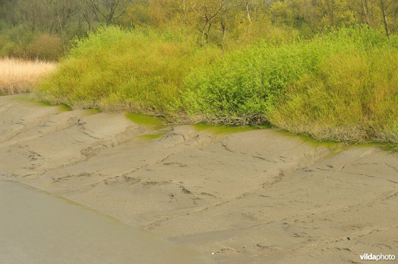 Zoetwaterschor van de Durme