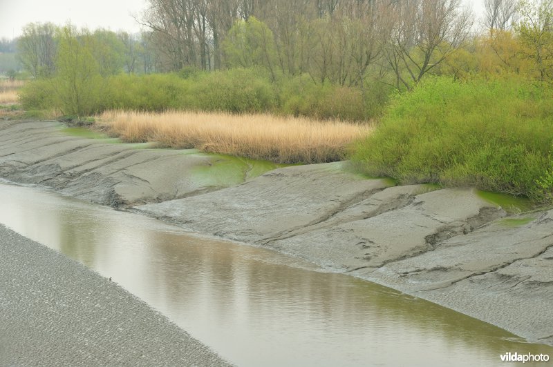 Zoetwaterschor van de Durme