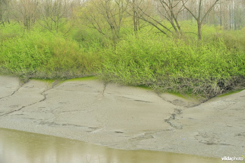 Zoetwaterschor van de Durme