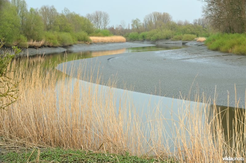 Zoetwaterschor van de Durme