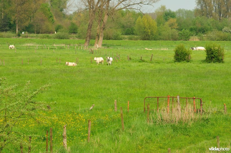 Bergenmeersen in Wichelen