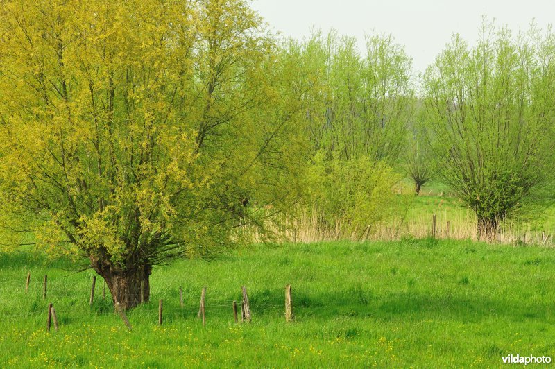 Bergenmeersen in Wichelen