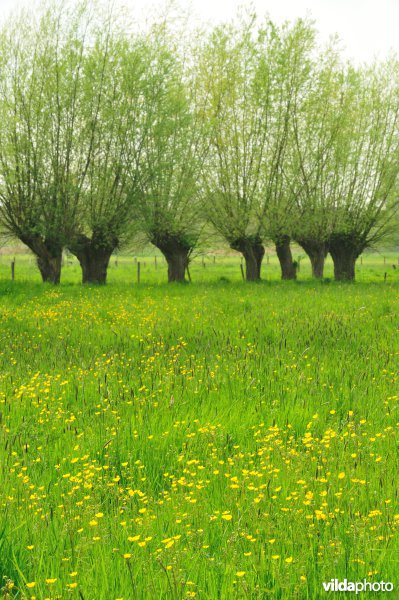 Bergenmeersen in Wichelen