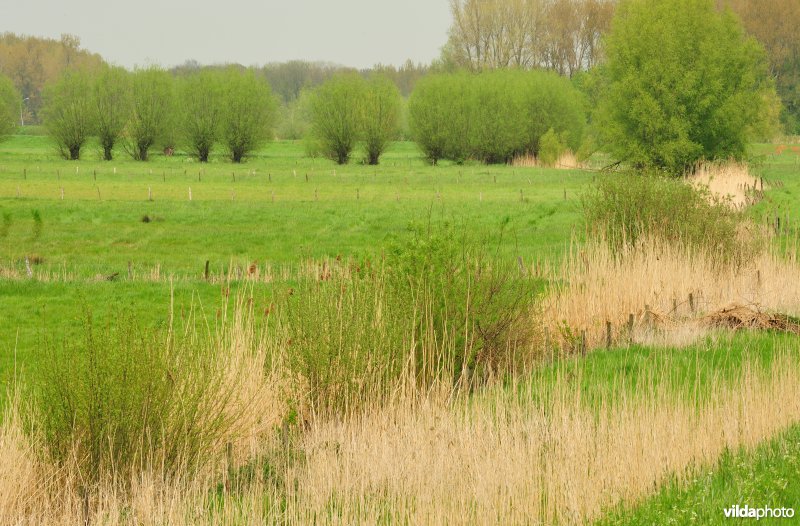 Bergenmeersen in Wichelen