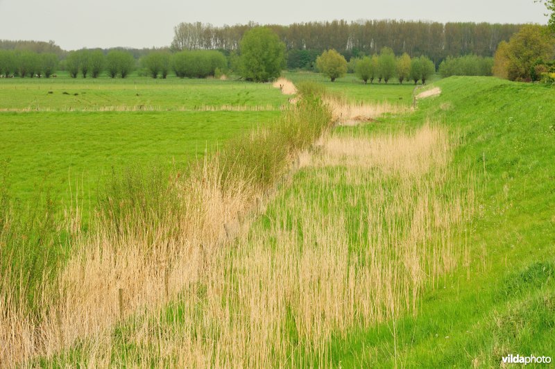 Bergenmeersen in Wichelen
