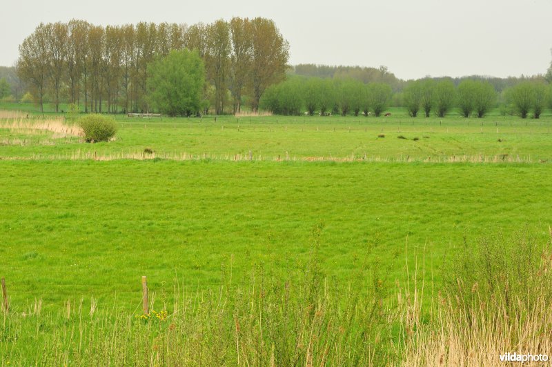 Bergenmeersen in Wichelen