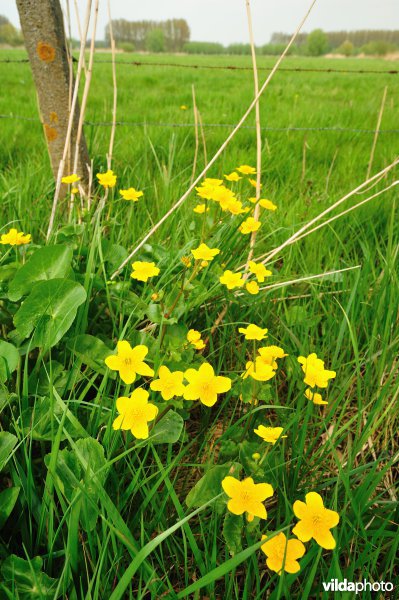 Dotterbloemen in Bergenmeersen