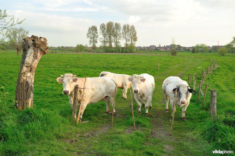 De Weimeersen deel 1 in de Kalkense meersen