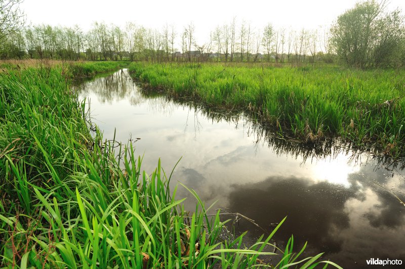 De Weimeersen deel 1 in de Kalkense meersen