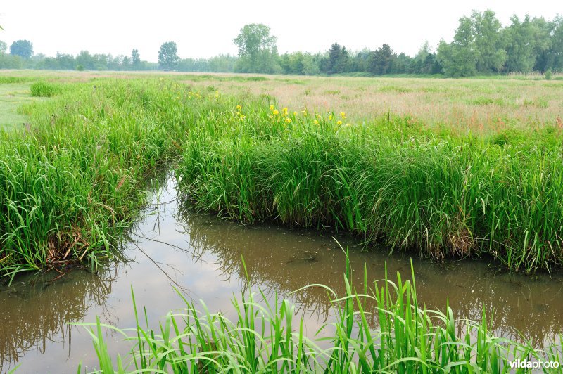 Scherenmeersen in de Kalkense Meersen