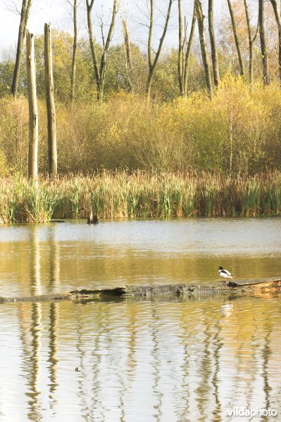 Provinciaal domein Broek De Naeyer