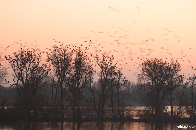 Natuurreservaat De Blankaart