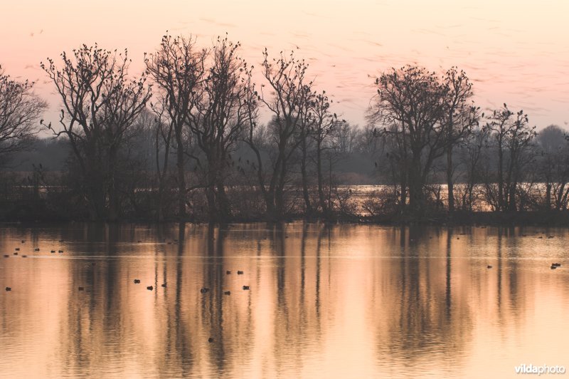 Natuurreservaat De Blankaart