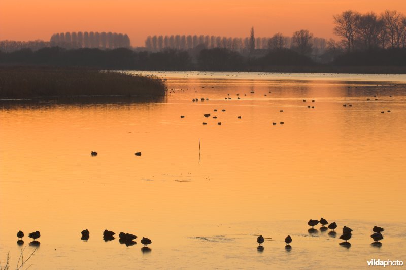 Natuurreservaat De Blankaart