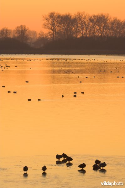 Natuurreservaat De Blankaart
