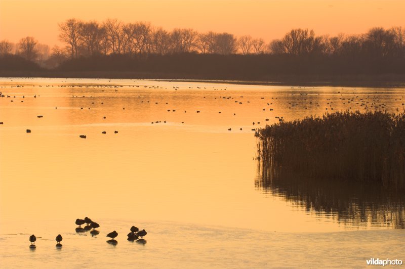 Natuurreservaat De Blankaart