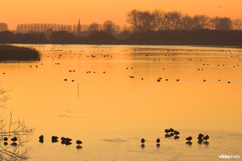 Natuurreservaat De Blankaart