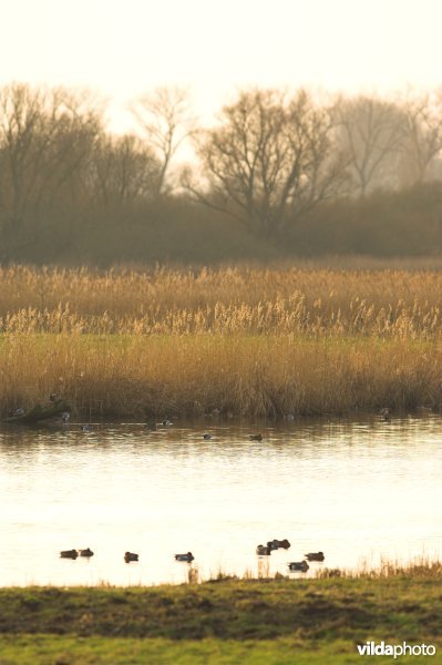 Natuurreservaat De Blankaart