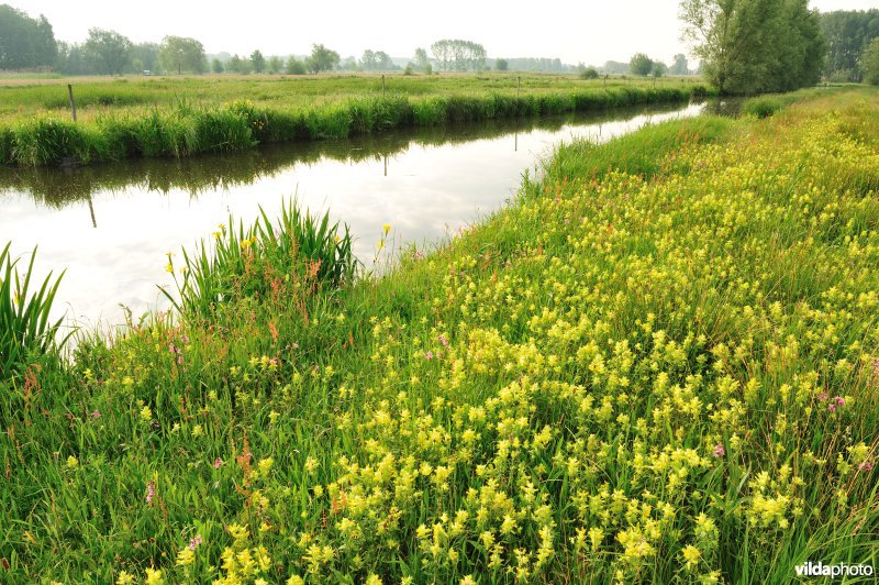 Dotterbloemhooilanden in de Scherenmeersen